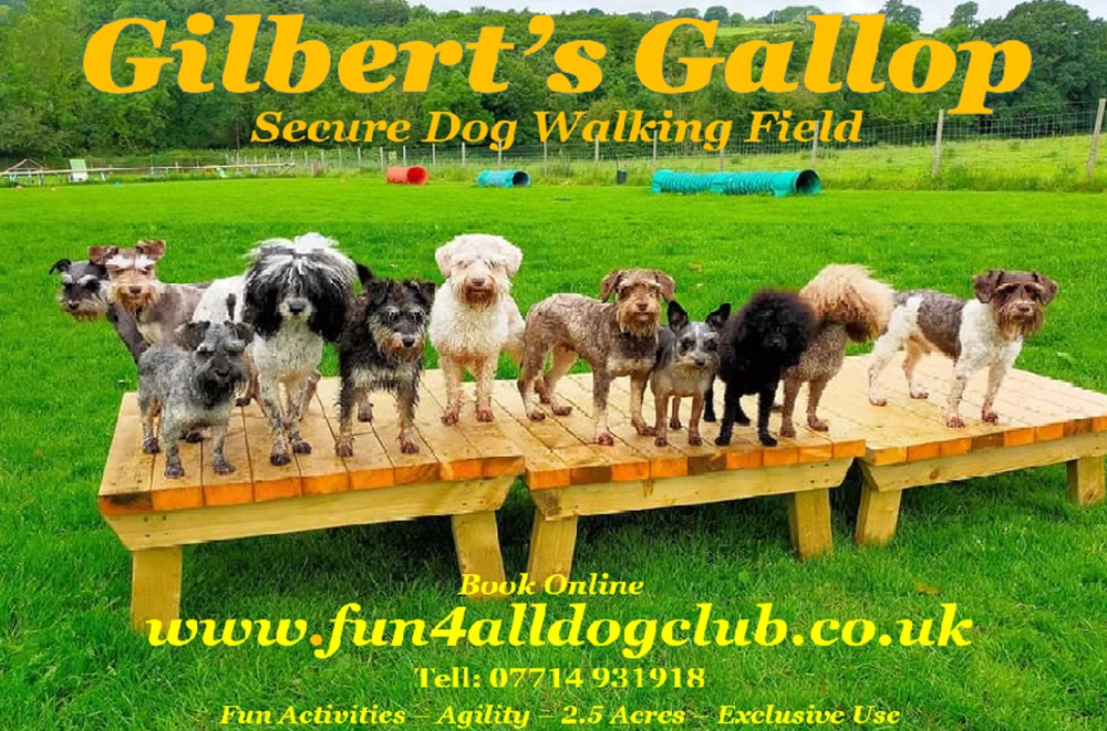 A diverse group of happy dogs standing on a platform in Gilbert's Gallop secure dog walking field with green grass and play equipment in the background.